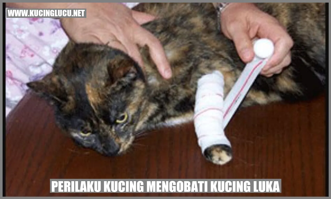 Perawatan Luka Kucing oleh Kucing