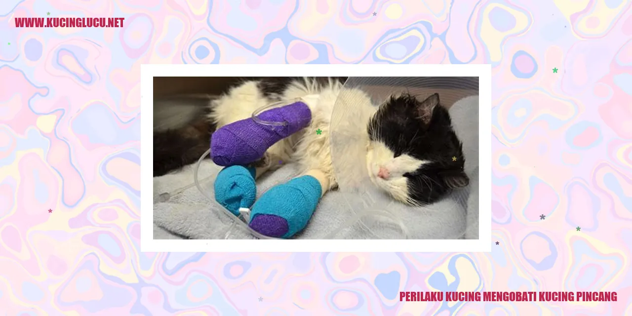Perilaku Kucing Mengobati Kucing Pincang