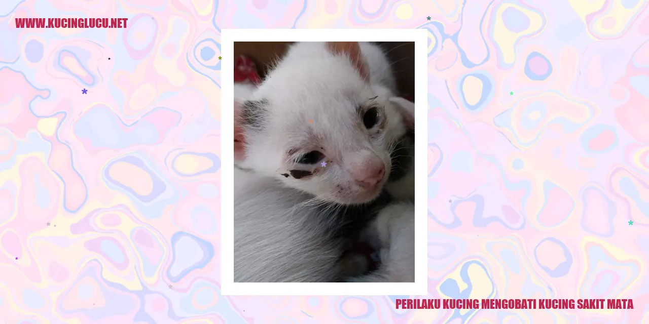 Perilaku Kucing mengobati kucing sakit mata