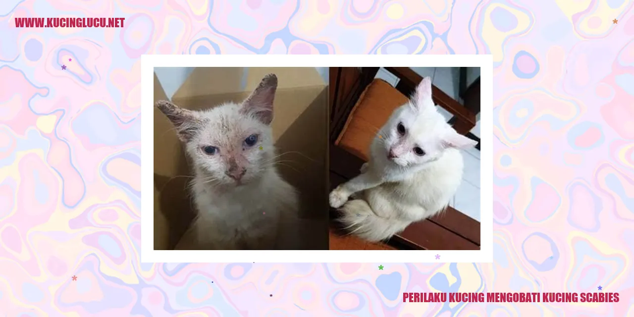 Perilaku Kucing Mengobati Kucing Scabies