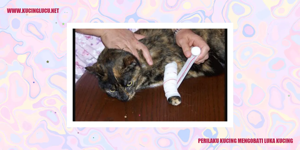 Perilaku Kucing mengobati luka kucing