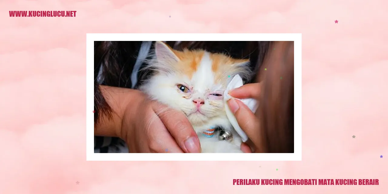 Perilaku Kucing merawat mata kucing yang air