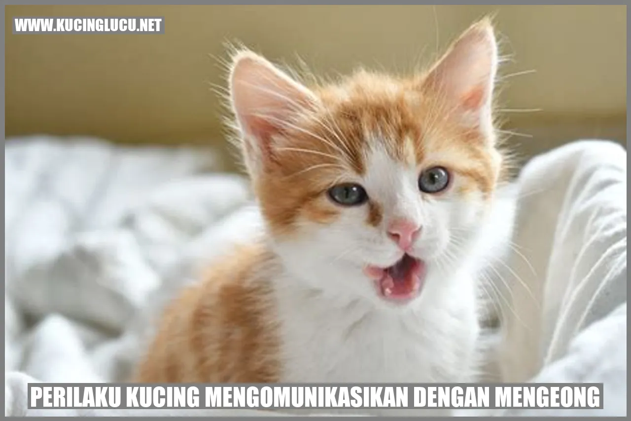 Kucing Mengomunikasikan dengan Mengeong
