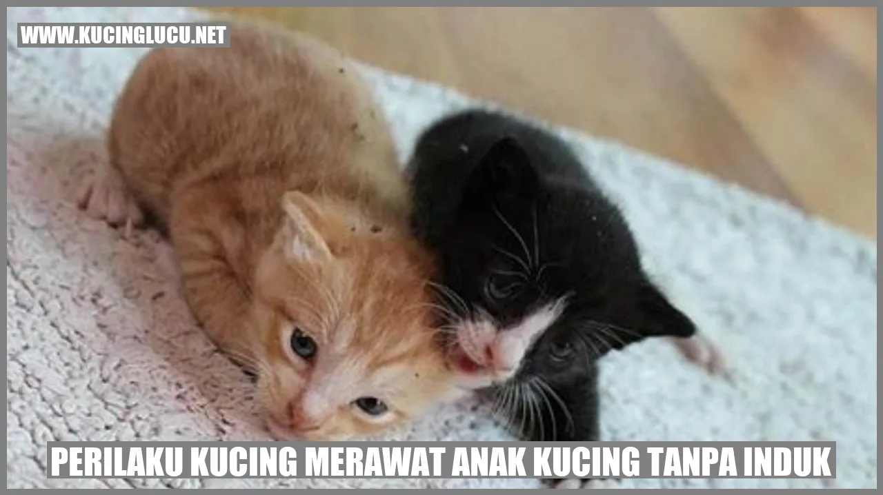Perilaku Kucing Merawat Anak Kucing Tanpa Induk