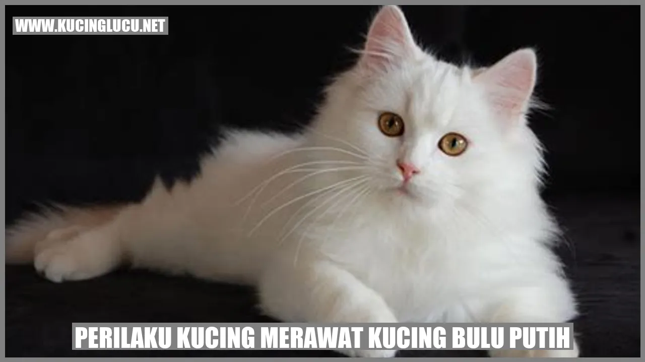 Perilaku Kucing dalam Merawat Kucing dengan Bulu Putih