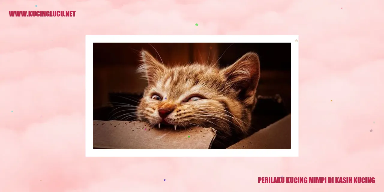 Perilaku Kucing saat Bermimpi Mendapatkan Kucing