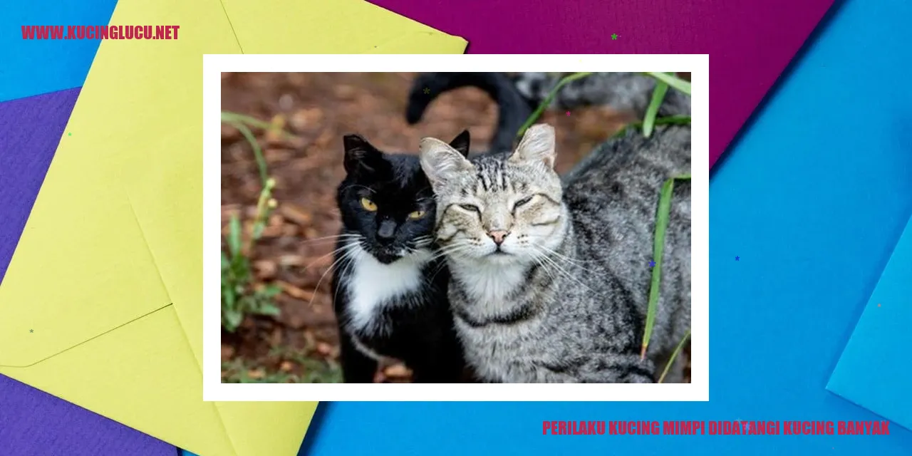 Kucing mimpi didatangi kucing banyak