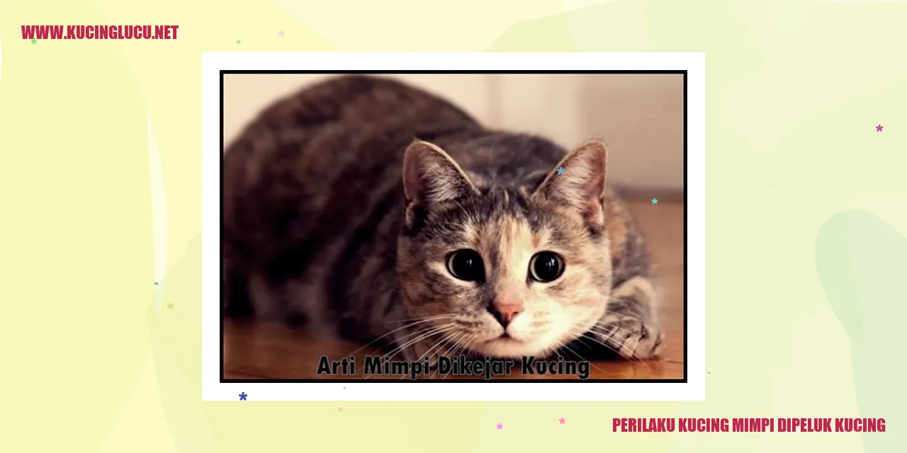 Perilaku Kucing Mimpi Dipeluk Kucing