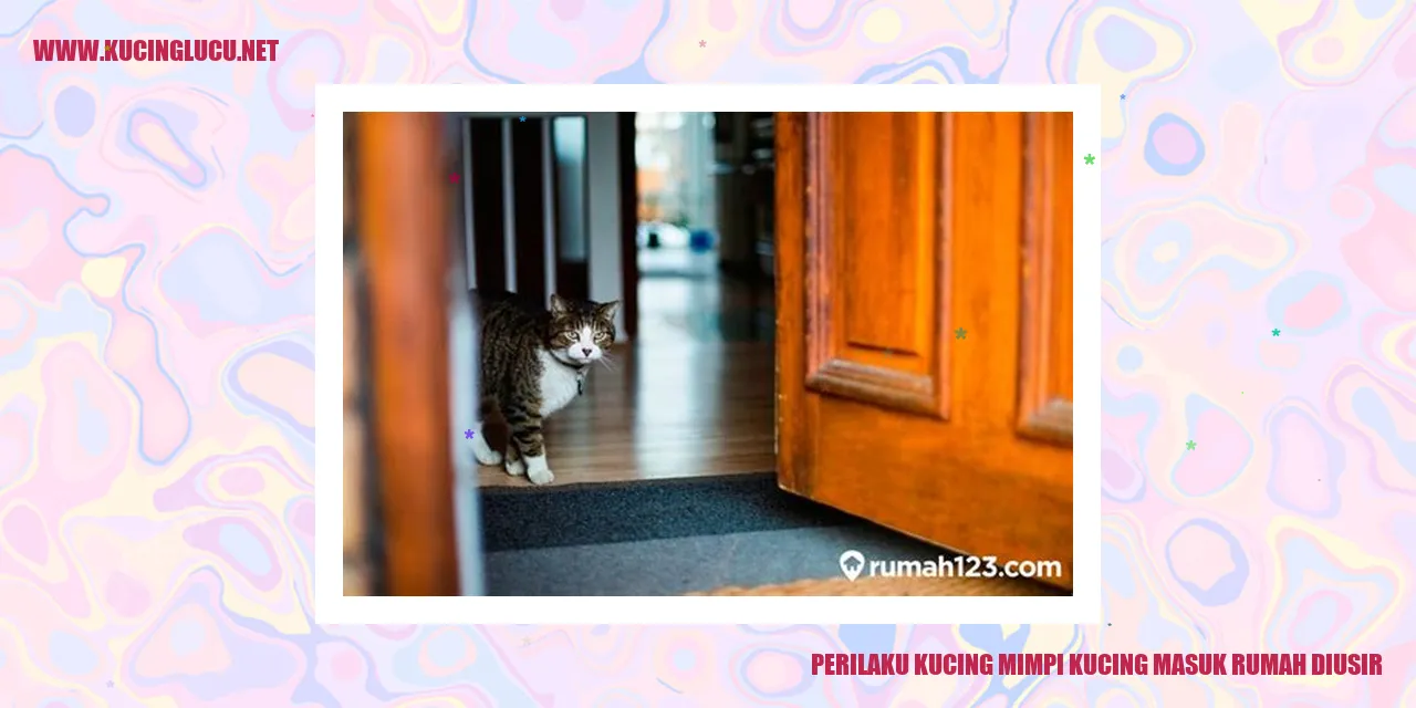 Perilaku Kucing Saat Bermimpi dan Mengalami Penolakan Masuk Rumah