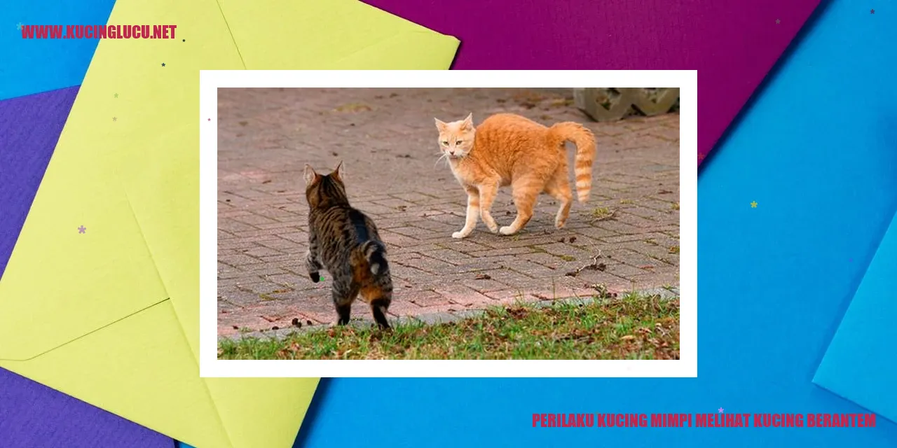 Gambar Kucing Bertengkar