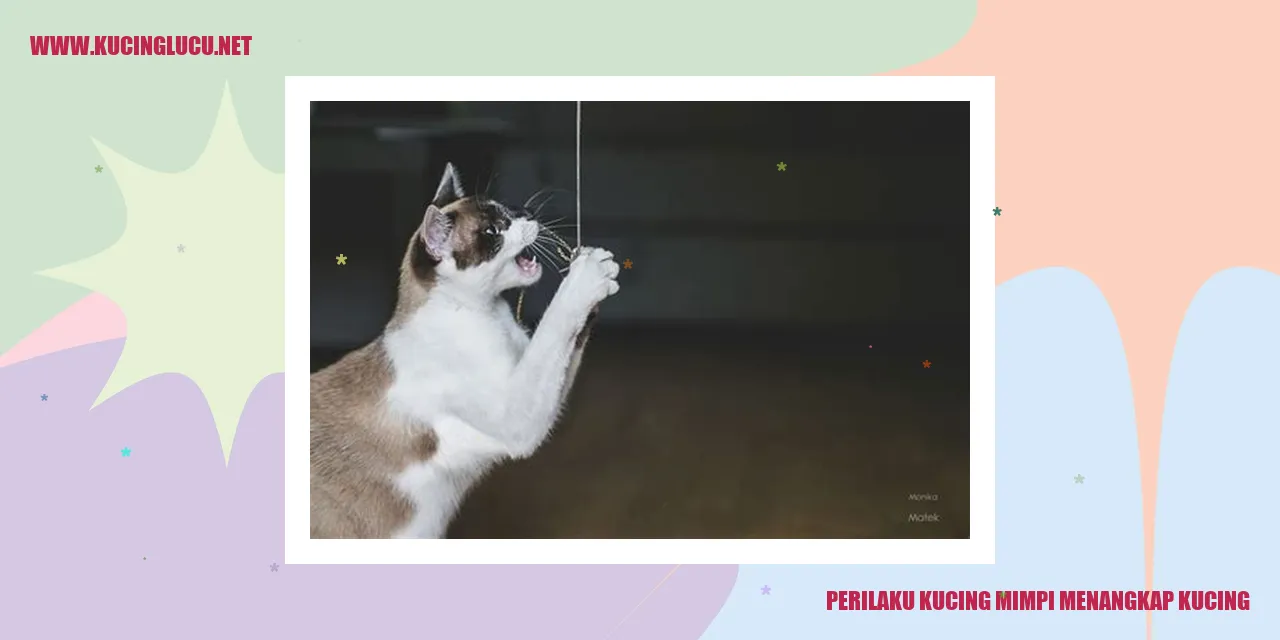 Ilustrasi perilaku kucing mimpi menangkap kucing