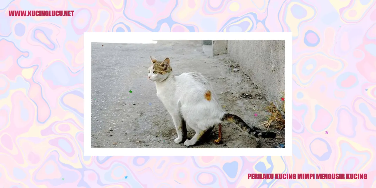 Gambar kucing mimpi mengusir kucing