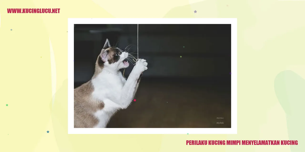 Perilaku Kucing Mimpi Menyelamatkan Kucing