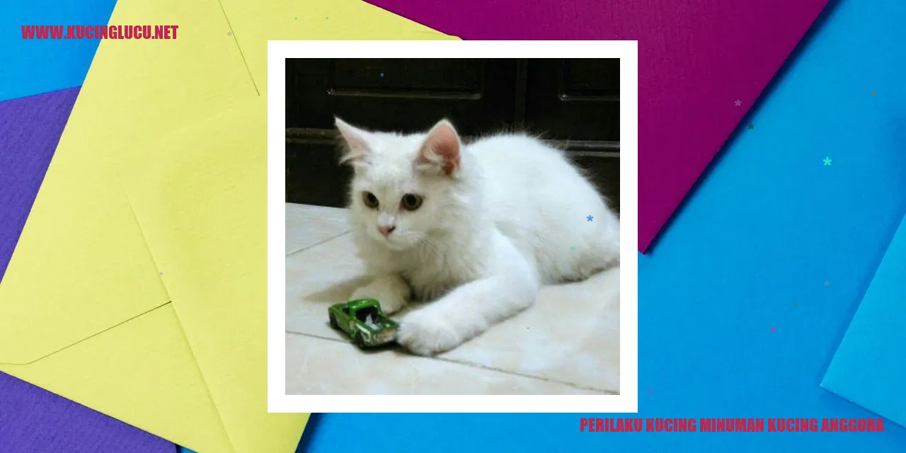 Perilaku Kucing Minuman Kucing Anggora