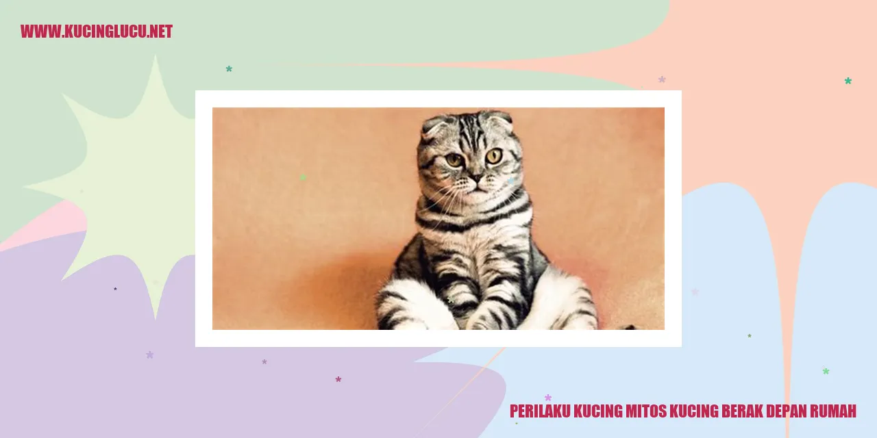 Perilaku Kucing Mitos Kucing Berak Depan Rumah