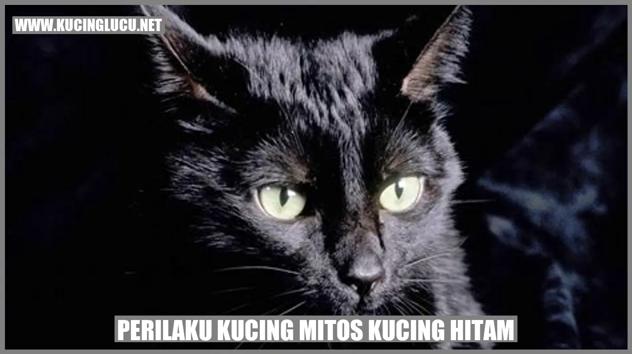 Foto Kucing Hitam