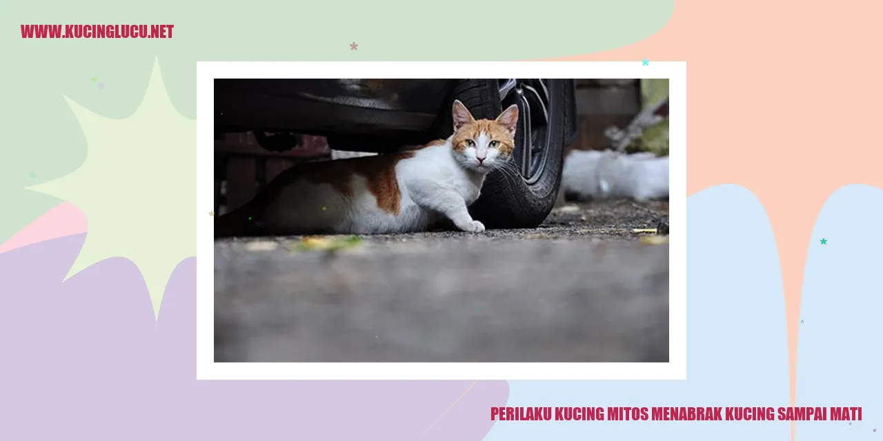 Perilaku Kucing mitos menabrak kucing sampai mati