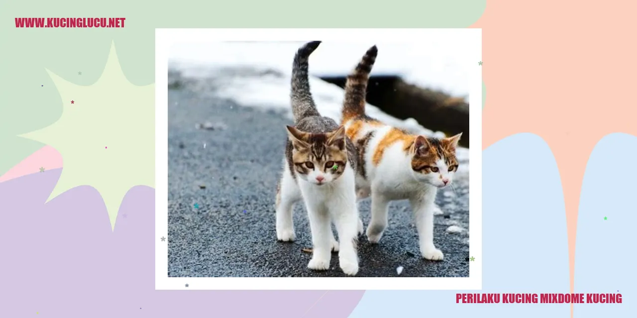 Perilaku Kucing Mixdome Kucing