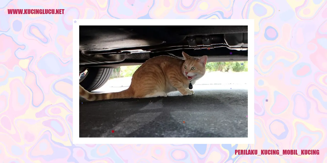 Kucing di Mobil Kucing
