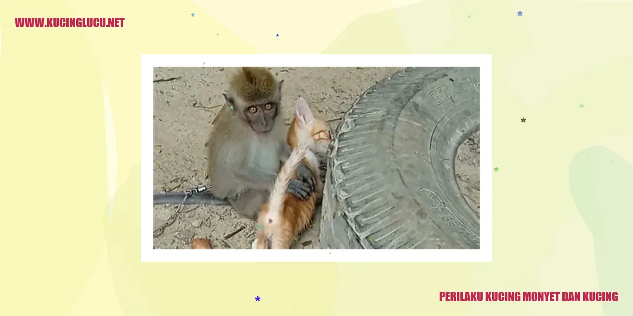 Perilaku Kucing Monyet dan Kucing