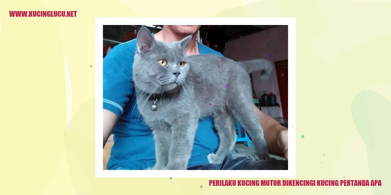 Kucing motor dikencingi kucing