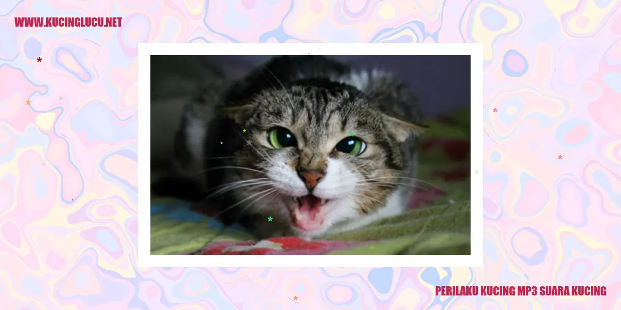 gambar kucing