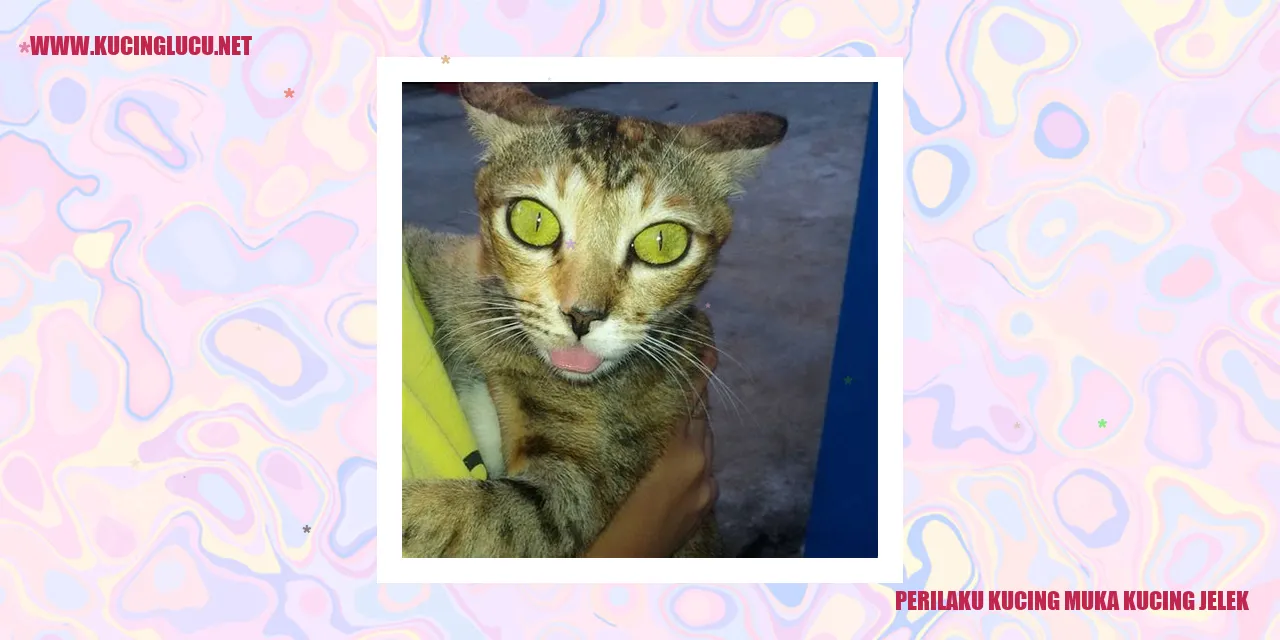 Gambar Kucing Jelek