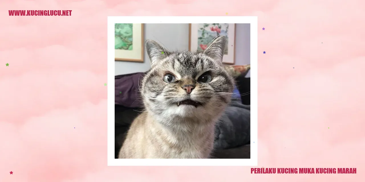 kucing marah oleh Bing
