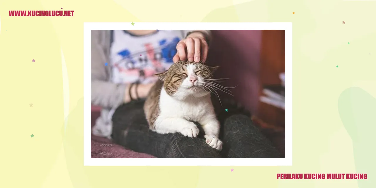Perilaku Kucing Mulut Kucing