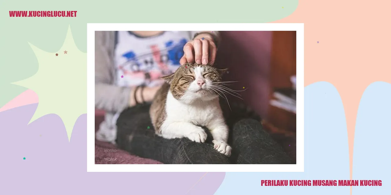 Perilaku Kucing Musang Makan Kucing