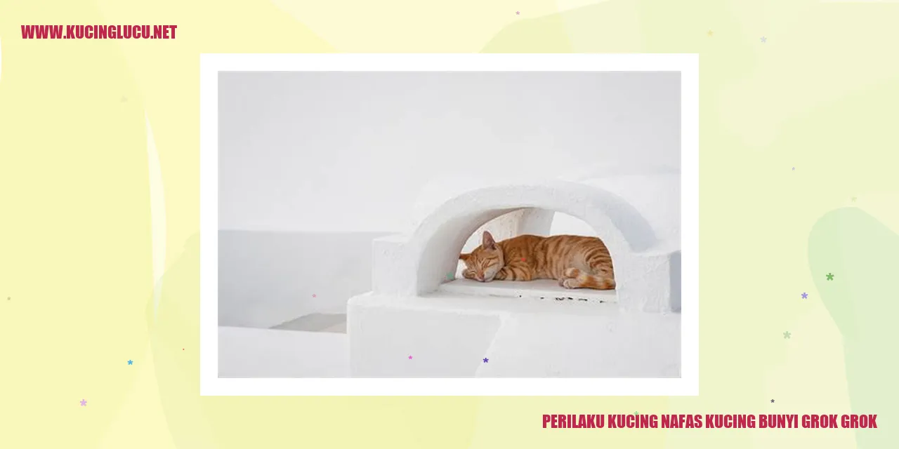 Perilaku Kucing Mengeluarkan Bunyi Grok Grok Saat Bernapas