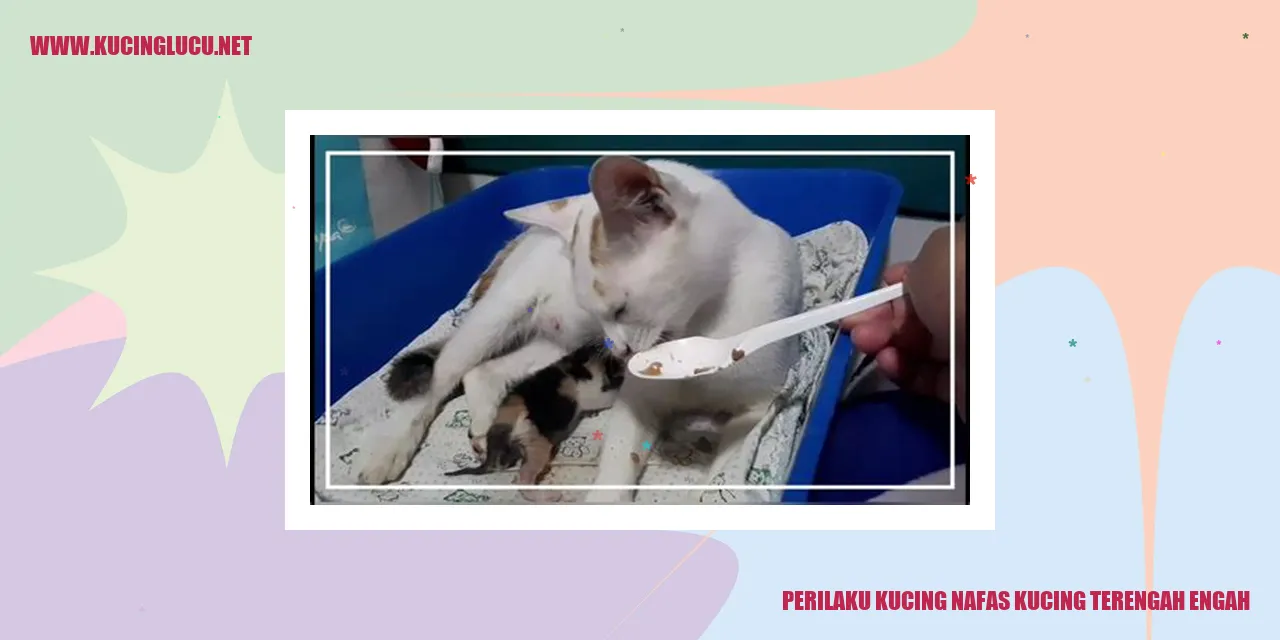gambar kucing terengah-engah