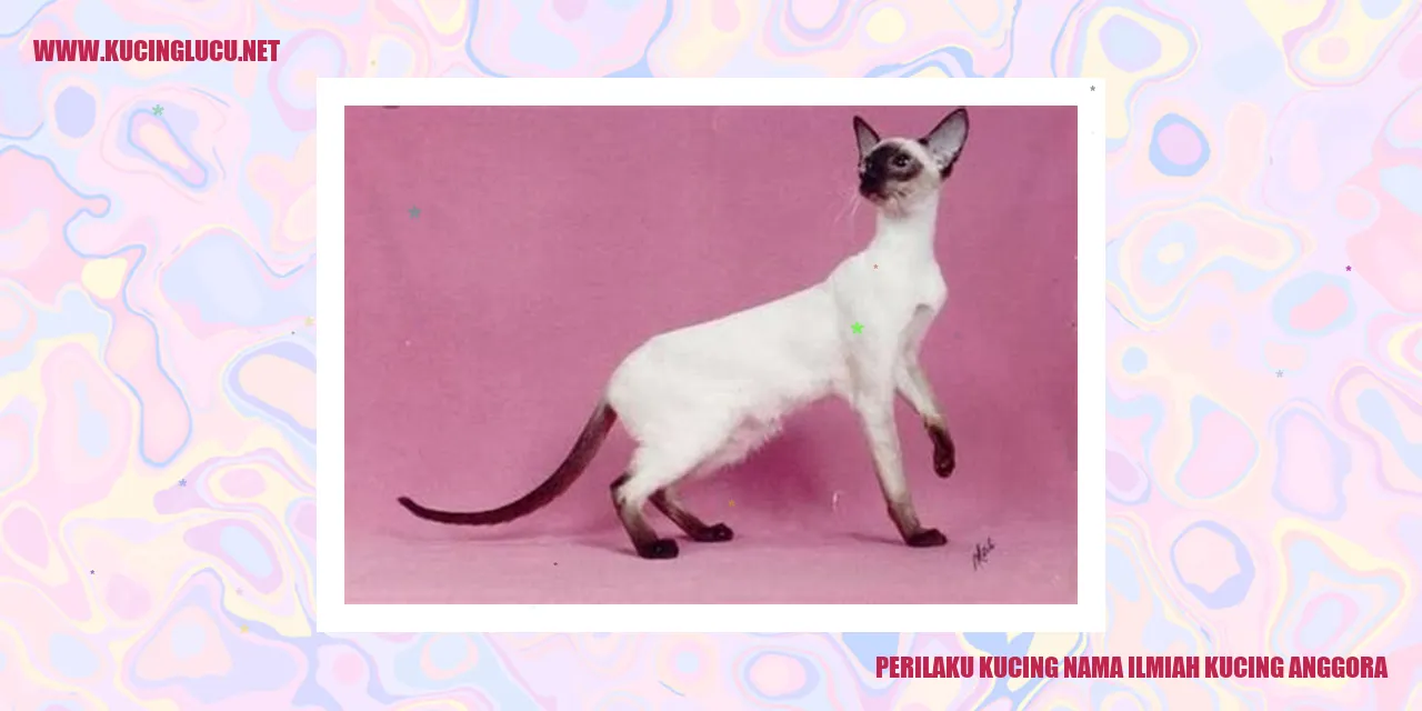Foto Kucing Anggora