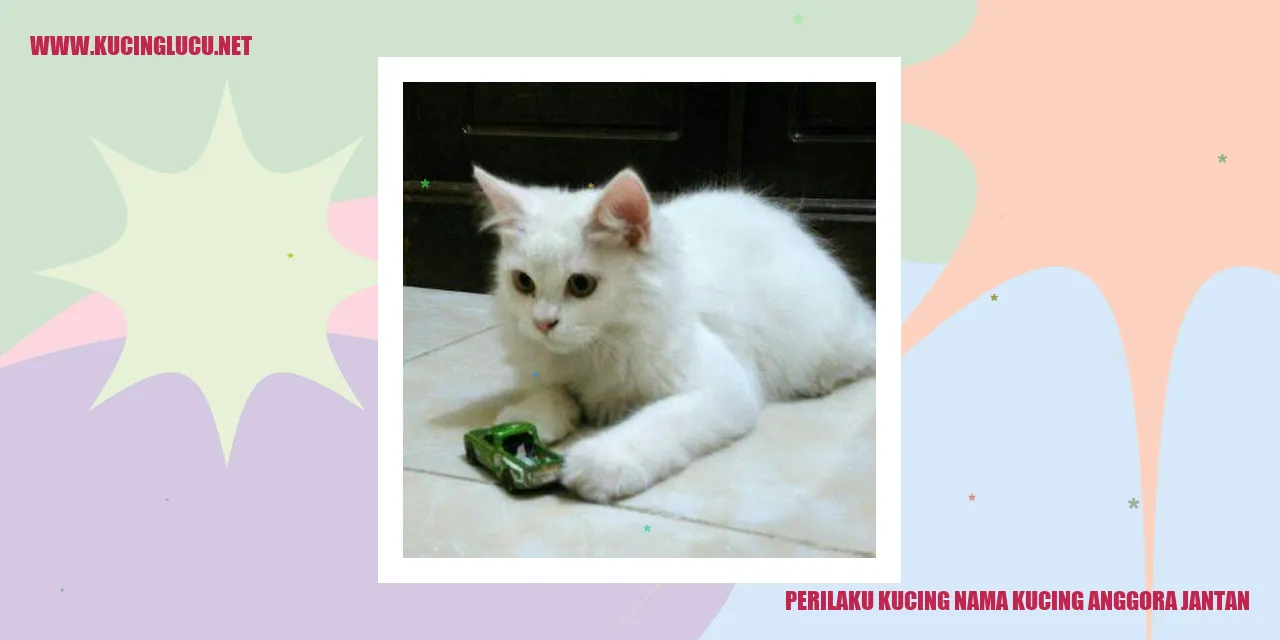 Gambar Kucing Anggora Jantan