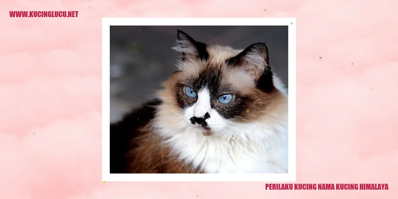 Perilaku Kucing Himalaya