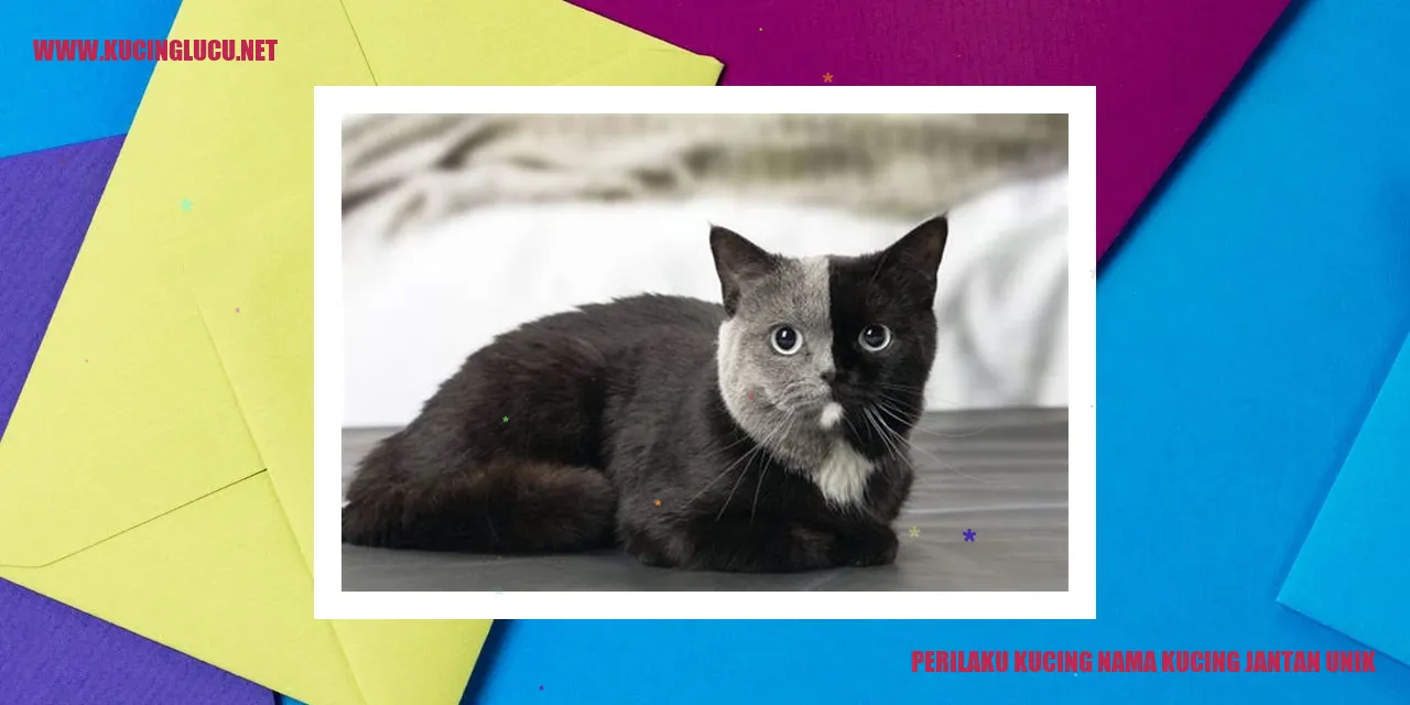 gambar kucing lucu