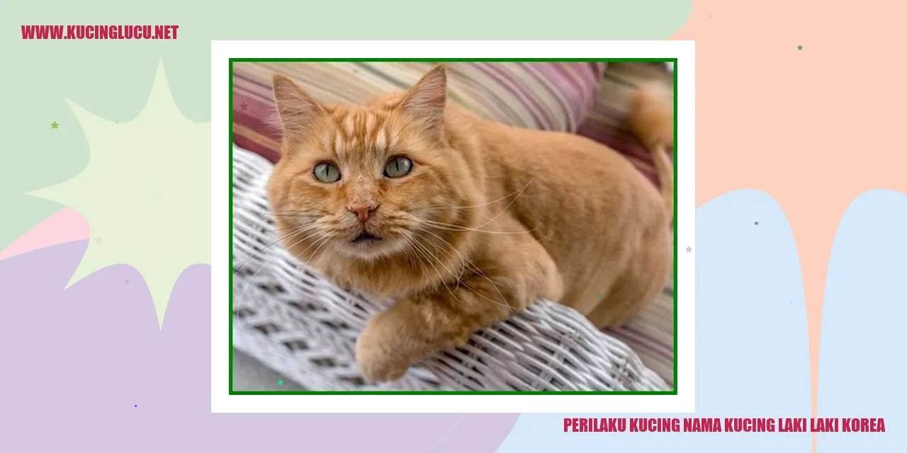 Perilaku Kucing Nama Kucing Laki-laki Korea