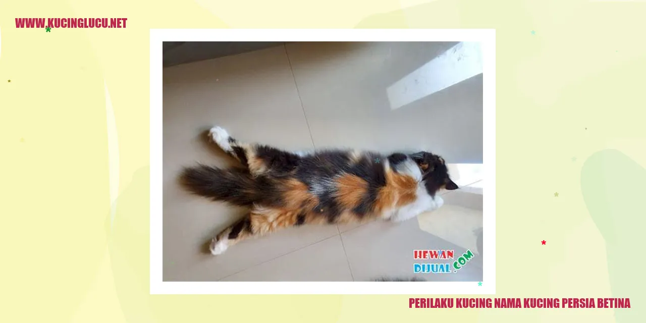 Perilaku Kucing