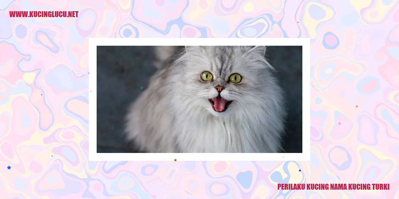 Perilaku Kucing Turki