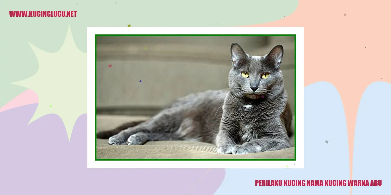 Gambar Kucing Abu yang Menggemaskan