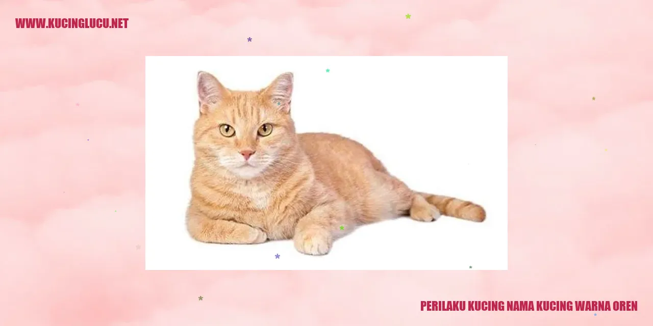 Foto kucing warna oren