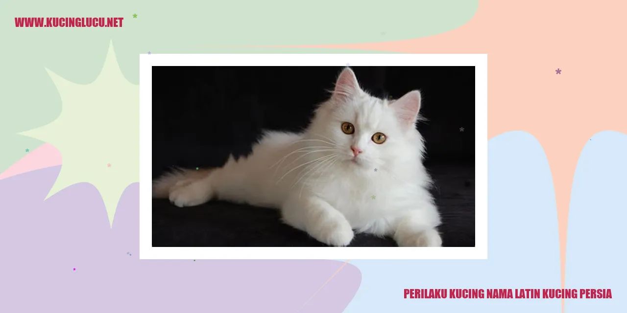 Kucing Persia
