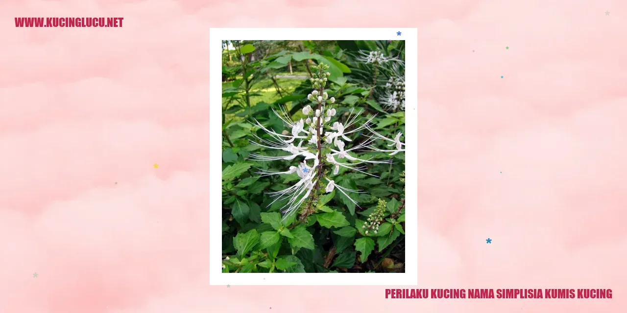 Perilaku Kucing Nama Simplisia Kumis Kucing
