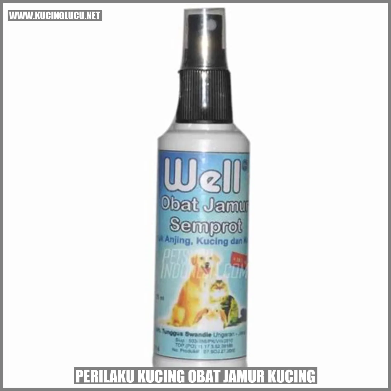 Perilaku Kucing Terinfeksi Jamur Kucing