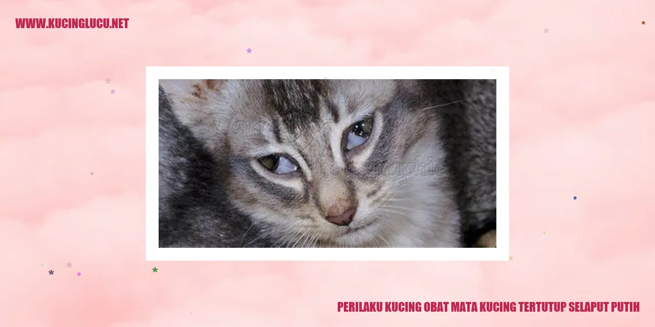 Perilaku Kucing obat mata kucing tertutup selaput putih