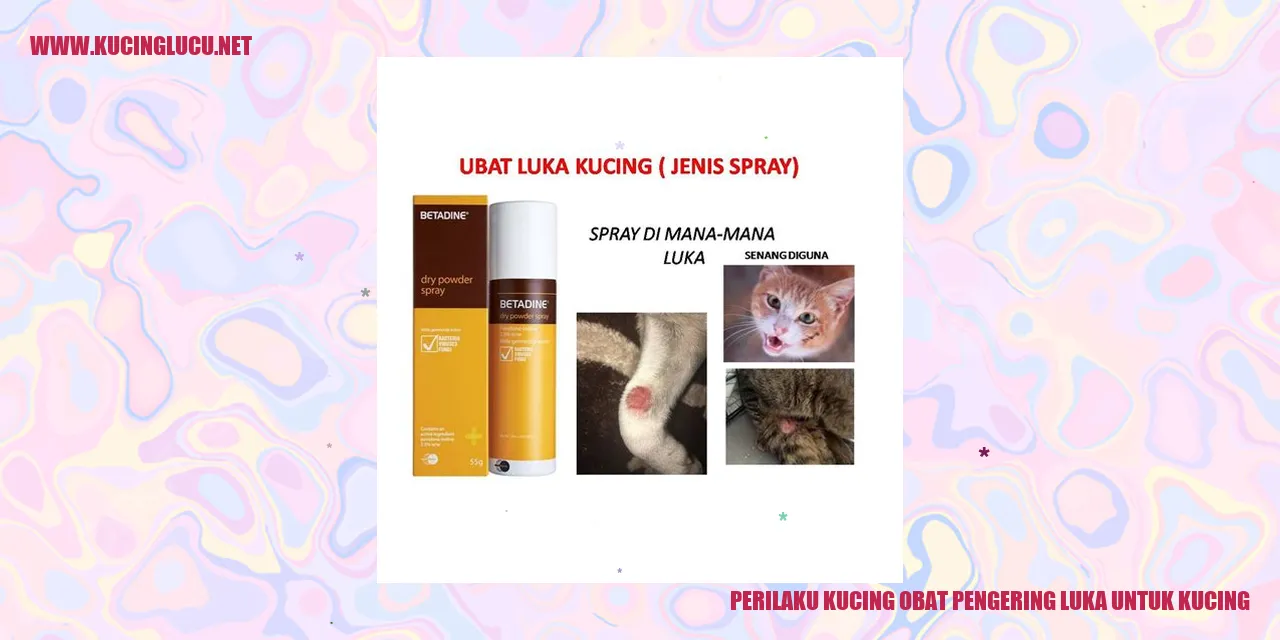 Kucing menjilati lukanya