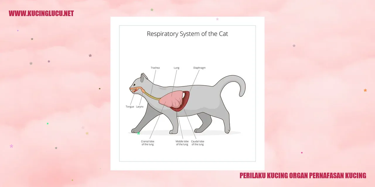 Ilustrasi Kucing