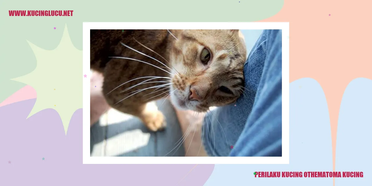 Gambar Kucing Othematoma