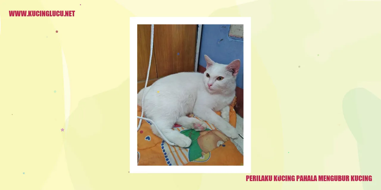 Perilaku Mengubur Kucing