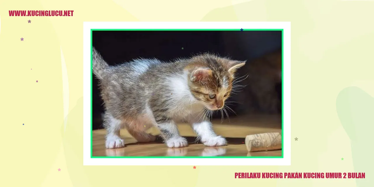 Perilaku Makan Kucing Berusia 2 Bulan